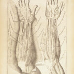 1698 Myographia Nova by John Browne | Muscles Casserio Anatomy Plates Medicine