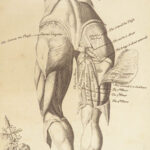 1698 Myographia Nova by John Browne | Muscles Casserio Anatomy Plates Medicine