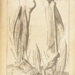 1698 Myographia Nova by John Browne | Muscles Casserio Anatomy Plates Medicine