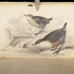 Naturalist’s Library. Birds of Great Britain & Ireland – Jardine – 1839 | 1st Ed., 32 Color Plates, Ornithology