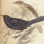 Naturalist’s Library. Birds of Great Britain & Ireland – Jardine – 1839 | 1st Ed., 32 Color Plates, Ornithology