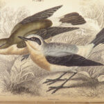 Naturalist’s Library. Birds of Great Britain & Ireland – Jardine – 1839 | 1st Ed., 32 Color Plates, Ornithology
