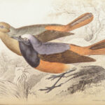 Naturalist’s Library. Birds of Great Britain & Ireland – Jardine – 1839 | 1st Ed., 32 Color Plates, Ornithology