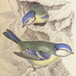 Naturalist’s Library. Birds of Great Britain & Ireland – Jardine – 1839 | 1st Ed., 32 Color Plates, Ornithology