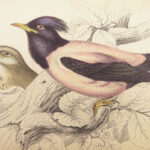 Naturalist’s Library. Birds of Great Britain & Ireland – Jardine – 1839 | 1st Ed., 32 Color Plates, Ornithology
