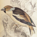 Naturalist’s Library. Birds of Great Britain & Ireland – Jardine – 1839 | 1st Ed., 32 Color Plates, Ornithology