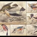 Naturalist’s Library. Birds of Great Britain & Ireland – Jardine – 1839 | 1st Ed., 32 Color Plates, Ornithology