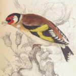 Naturalist’s Library. Birds of Great Britain & Ireland – Jardine – 1839 | 1st Ed., 32 Color Plates, Ornithology