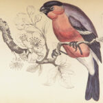Naturalist’s Library. Birds of Great Britain & Ireland – Jardine – 1839 | 1st Ed., 32 Color Plates, Ornithology