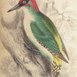 Naturalist’s Library. Birds of Great Britain & Ireland – Jardine – 1839 | 1st Ed., 32 Color Plates, Ornithology