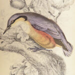 Naturalist’s Library. Birds of Great Britain & Ireland – Jardine – 1839 | 1st Ed., 32 Color Plates, Ornithology
