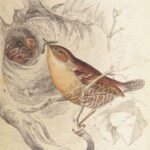 Naturalist’s Library. Birds of Great Britain & Ireland – Jardine – 1839 | 1st Ed., 32 Color Plates, Ornithology