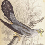 Naturalist’s Library. Birds of Great Britain & Ireland – Jardine – 1839 | 1st Ed., 32 Color Plates, Ornithology