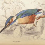 Naturalist’s Library. Birds of Great Britain & Ireland – Jardine – 1839 | 1st Ed., 32 Color Plates, Ornithology
