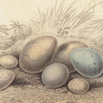 Naturalist’s Library. Birds of Great Britain & Ireland – Jardine – 1839 | 1st Ed., 32 Color Plates, Ornithology