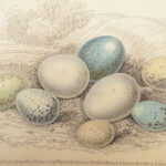 Naturalist’s Library. Birds of Great Britain & Ireland – Jardine – 1839 | 1st Ed., 32 Color Plates, Ornithology