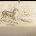 The Naturalist’s Library – Jardine – 1836 | Ruminantia Vol. IV, Mammalia Part II