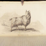 The Naturalist’s Library – Jardine – 1836 | Ruminantia Vol. IV, Mammalia Part II