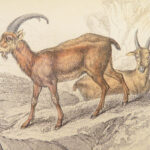 The Naturalist’s Library – Jardine – 1836 | Ruminantia Vol. IV, Mammalia Part II
