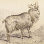 The Naturalist’s Library – Jardine – 1836 | Ruminantia Vol. IV, Mammalia Part II