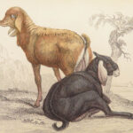 The Naturalist’s Library – Jardine – 1836 | Ruminantia Vol. IV, Mammalia Part II