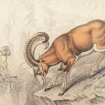 The Naturalist’s Library – Jardine – 1836 | Ruminantia Vol. IV, Mammalia Part II