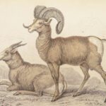 The Naturalist’s Library – Jardine – 1836 | Ruminantia Vol. IV, Mammalia Part II