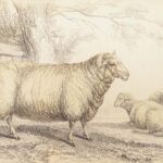 The Naturalist’s Library – Jardine – 1836 | Ruminantia Vol. IV, Mammalia Part II