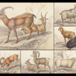 The Naturalist’s Library – Jardine – 1836 | Ruminantia Vol. IV, Mammalia Part II