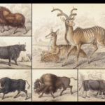 The Naturalist’s Library – Jardine – 1836 | Ruminantia Vol. IV, Mammalia Part II