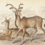 The Naturalist’s Library – Jardine – 1836 | Ruminantia Vol. IV, Mammalia Part II