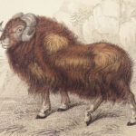 The Naturalist’s Library – Jardine – 1836 | Ruminantia Vol. IV, Mammalia Part II