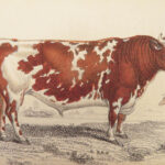 The Naturalist’s Library – Jardine – 1836 | Ruminantia Vol. IV, Mammalia Part II
