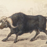 The Naturalist’s Library – Jardine – 1836 | Ruminantia Vol. IV, Mammalia Part II