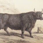 The Naturalist’s Library – Jardine – 1836 | Ruminantia Vol. IV, Mammalia Part II