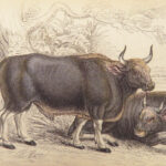 The Naturalist’s Library – Jardine – 1836 | Ruminantia Vol. IV, Mammalia Part II
