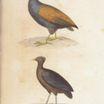 Voyage autour du monde – Lesson – 1839 | 1st Edition, 2 Vols, French Naval Exploration