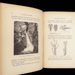 Diamonds and Precious Stones – Louis Dieulafait – 1874 | Engravings, Decorative Cloth