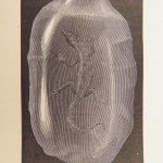 Diamonds and Precious Stones – Louis Dieulafait – 1874 | Engravings, Decorative Cloth