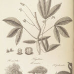 Encyclopaedia Britannica – 1797 | Maps of Ireland & Italy | Hydrostatics, Law, Magic Tricks
