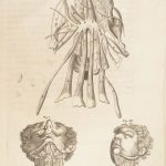 1681 Muscles – Browne | First edition | Molins Muskotomia, Illustrated Medicine