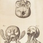 1681 Muscles – Browne | First edition | Molins Muskotomia, Illustrated Medicine