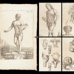 1681 Muscles – Browne | First edition | Molins Muskotomia, Illustrated Medicine