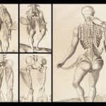 1681 Muscles – Browne | First edition | Molins Muskotomia, Illustrated Medicine