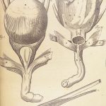 1681 Muscles – Browne | First edition | Molins Muskotomia, Illustrated Medicine