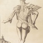 1681 Muscles – Browne | First edition | Molins Muskotomia, Illustrated Medicine