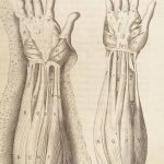 1681 Muscles – Browne | First edition | Molins Muskotomia, Illustrated Medicine