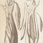 1681 Muscles – Browne | First edition | Molins Muskotomia, Illustrated Medicine