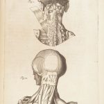 1681 Muscles – Browne | First edition | Molins Muskotomia, Illustrated Medicine