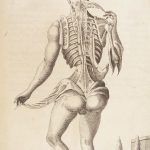 1681 Muscles – Browne | First edition | Molins Muskotomia, Illustrated Medicine